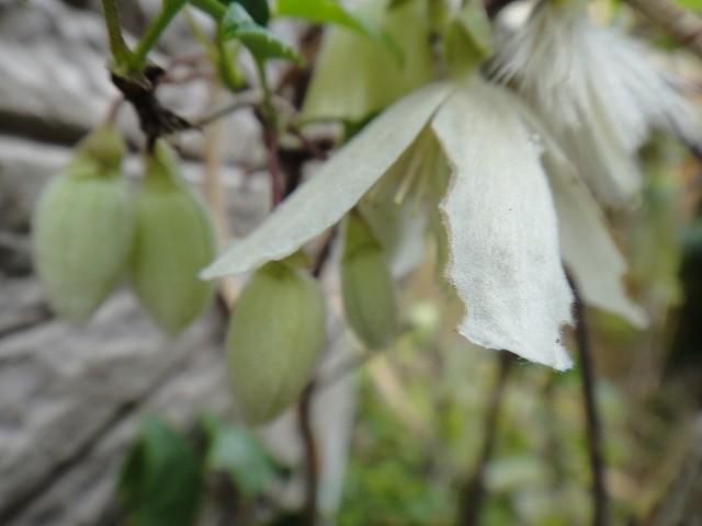 DSC005951 (1)
