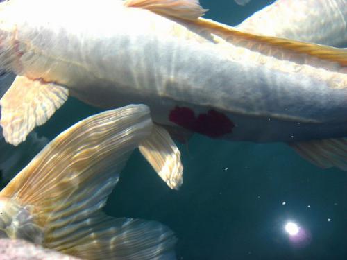 CIMG2814_20120604204658.jpg