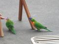 普通にいるインコたち