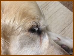 IMG_1420eye.jpg