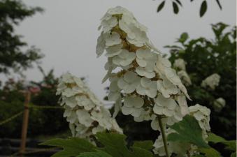 2005_0715_100326-あじさいその3