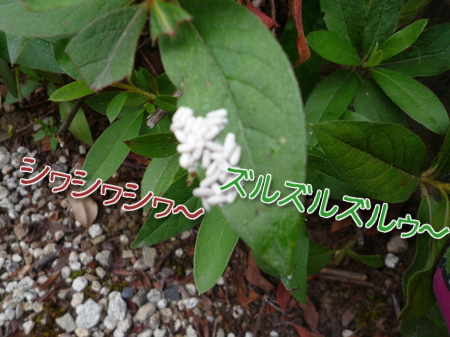 WoHK6drchbe0w_U1372028892_1372029207.jpg