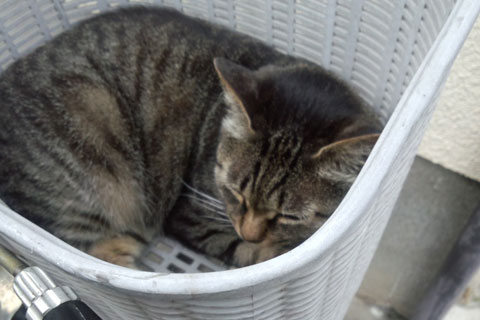 カゴの中のキジ猫.jpg