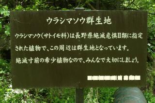 ウラシマソウ案内板