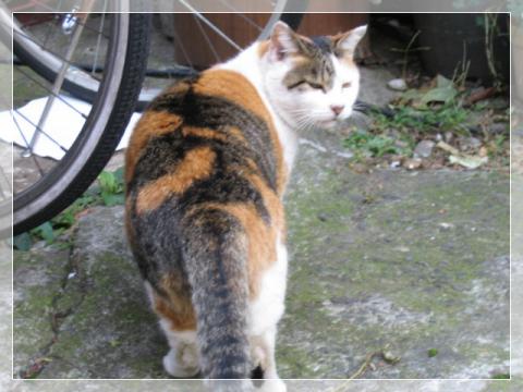 ねこ-3