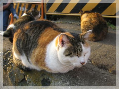ねこ-6
