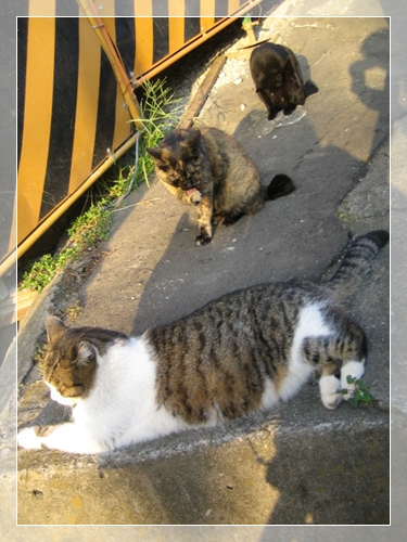 ねこ-2