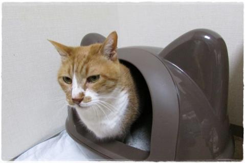 ねこ-4