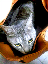 にゃんこ