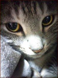 にゃんここ