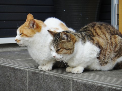 ぬこ