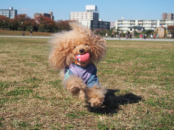 PB150855.jpg