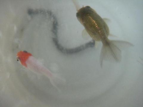 金魚