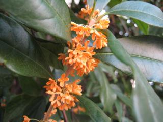 IMG_4408_convert_20121022145208.jpg