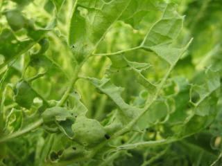 IMG_4461_convert_20121129161231.jpg