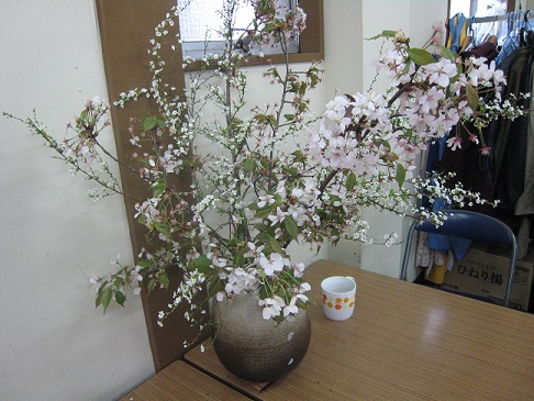 sakura_20130408111742.jpg