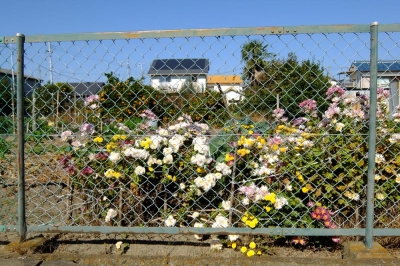 小菊