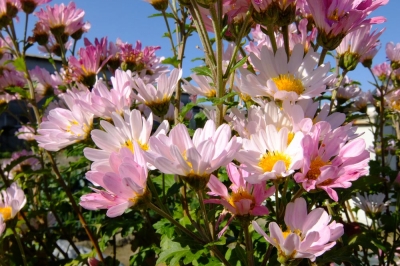 菊