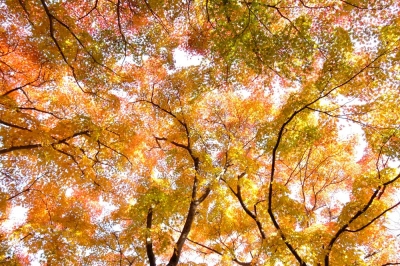 紅葉の丘にて