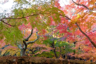 紅葉の丘