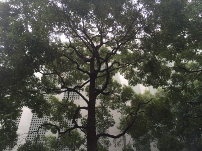雨の日に