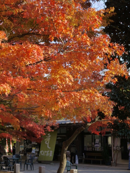 P1110199_R.jpg