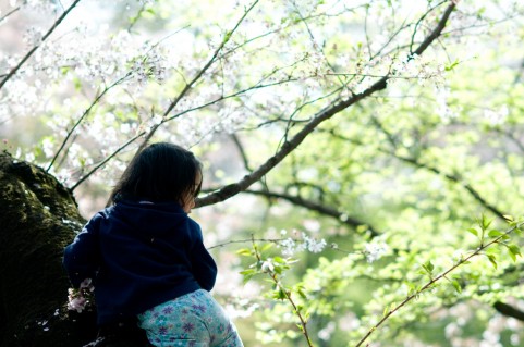 桜の木にのぼる!