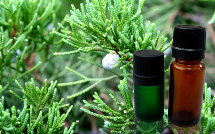 p_Cypress_Oil_3.jpg