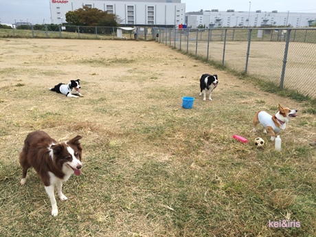 4わんず