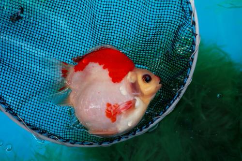 20130411CA.jpg