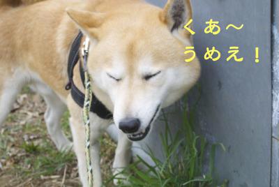DSC_8282.jpg