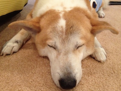 ☆ヘリオス犬ベー