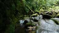 P1080401yakushima_s.jpg