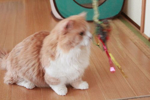 1343153738GpRb_JCVWEhM3bu_20120729003928.gif