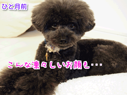30P9300778.gif