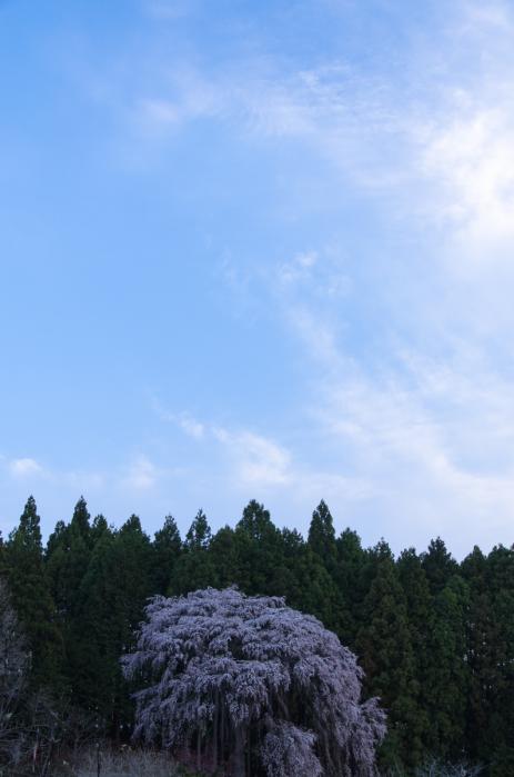 内出の桜