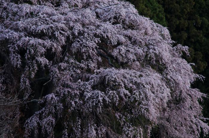 内出の桜