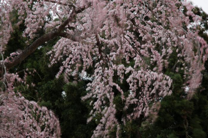 かもん桜