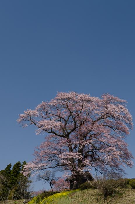 天神桜
