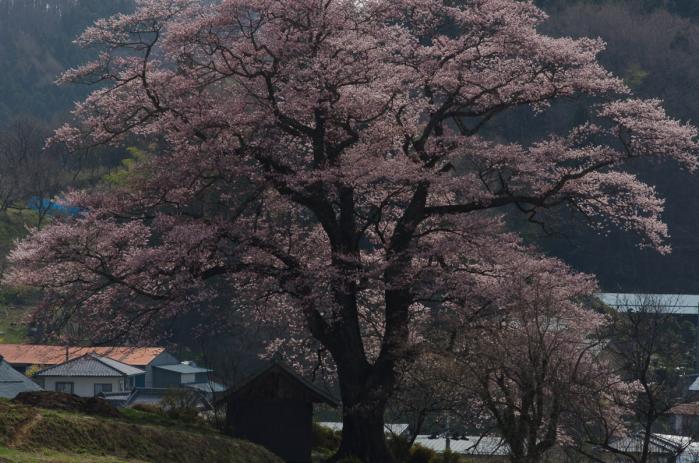 天神桜