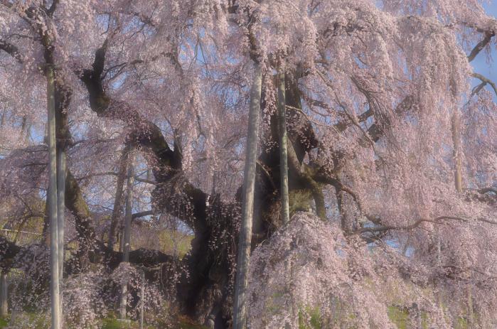 滝桜