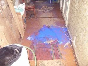 blue_dog_00.jpg