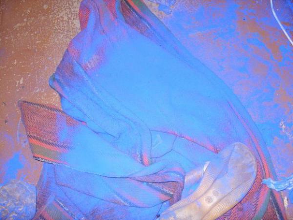 blue_dog_02.jpg