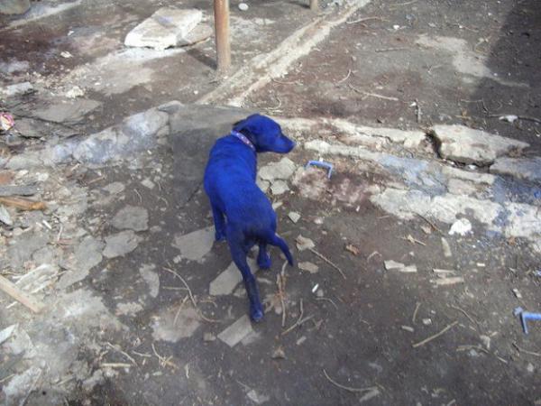 blue_dog_04.jpg