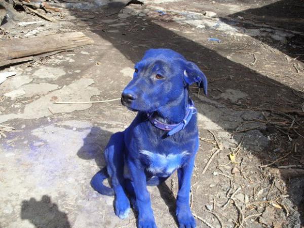 blue_dog_05.jpg