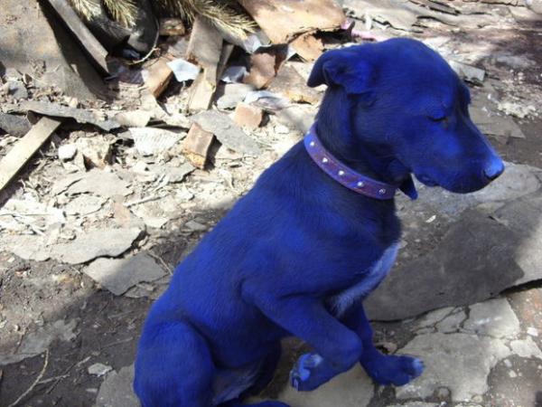 blue_dog_06.jpg