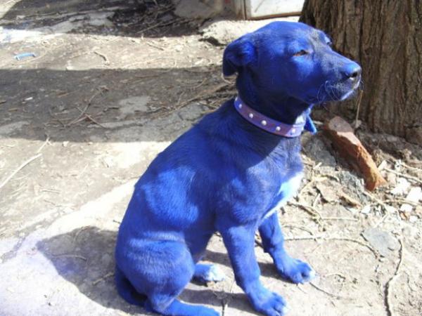 blue_dog_07.jpg