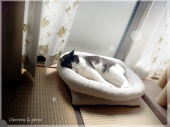愛猫