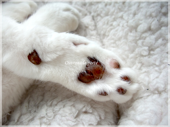 愛猫