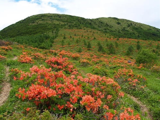 湯ノ丸山山腹レンゲツツジ_p